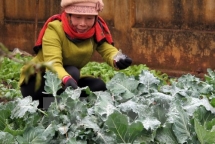 ngay 252 mien bac co noi ret duoi 9 c