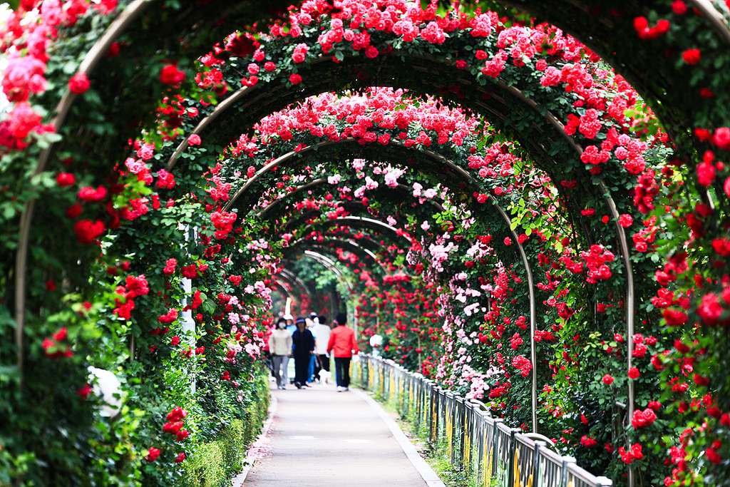 lan dau tien le hoi hoa hong bulgaria duoc to chuc tai ha noi