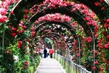 lan dau tien le hoi hoa hong bulgaria duoc to chuc tai ha noi
