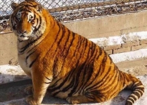 trung quo c ho siberi beo phi sau khi an tet