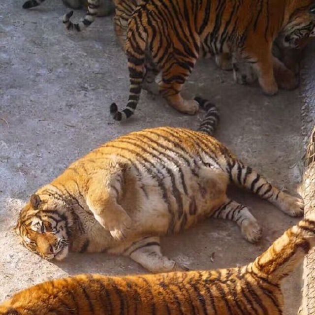 trung quo c ho siberi beo phi sau khi an tet