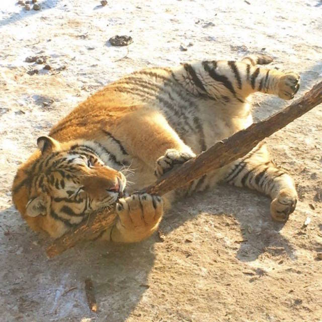 trung quo c ho siberi beo phi sau khi an tet