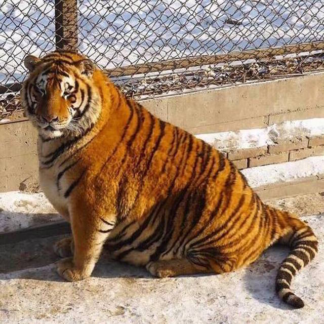 trung quo c ho siberi beo phi sau khi an tet