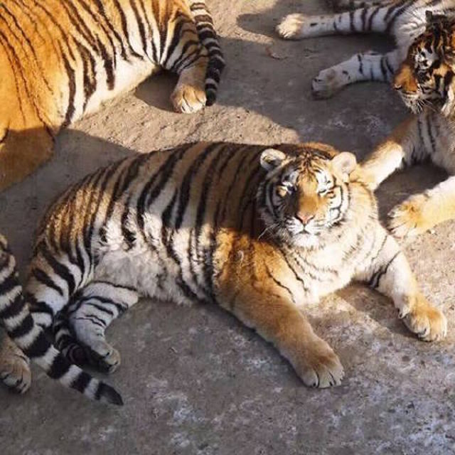 trung quo c ho siberi beo phi sau khi an tet
