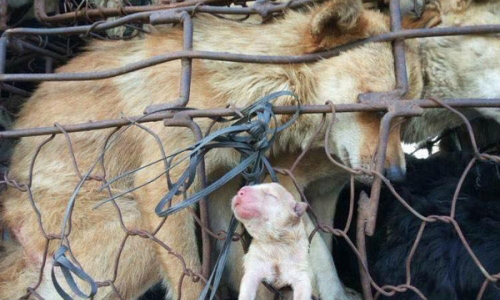 anh mat cua cho me khi dan con bi dem ban am anh dan mang