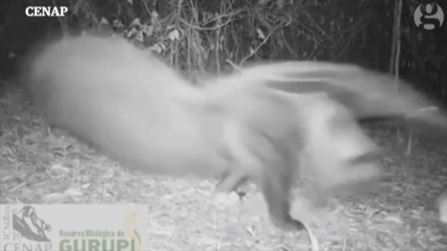 bay camera ghi lai duoc cuoc chien giua bao dom va thu an kien khong lo