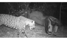 bay camera ghi lai duoc cuoc chien giua bao dom va thu an kien khong lo