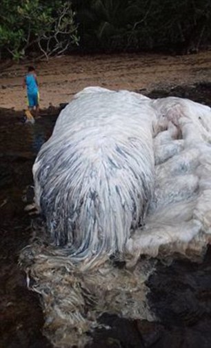 sinh vat bi an mau trang to lon va long la troi dat vao bo bien philippines duoc xac dinh la ca voi