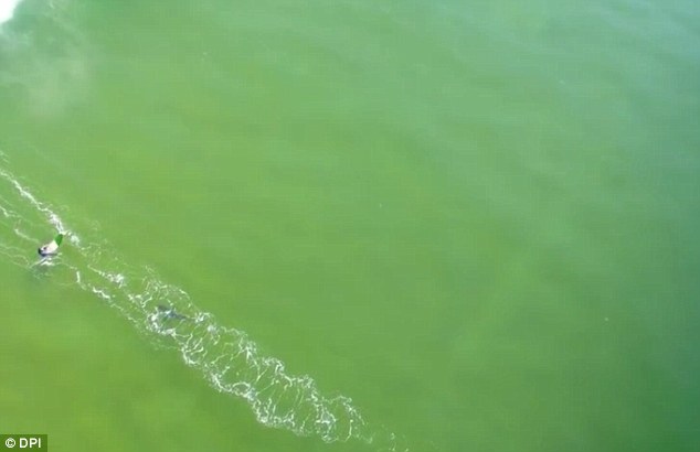 Giây phút đáng sợ: cá mập trắng khổng lồ tiến sát tay chơi lướt sóng giay phut dang so ca map trang khong lo tien sat tay choi luot song