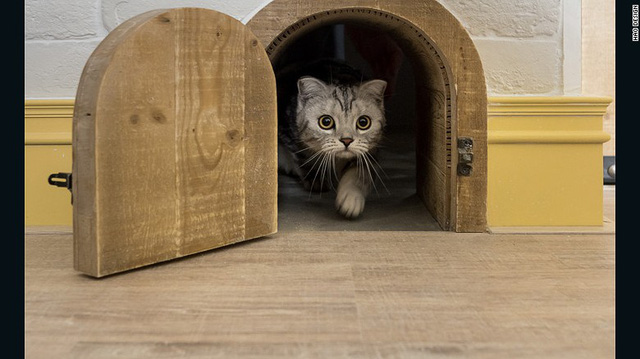 neu co y dinh xay mot can ho meo ban co the tham khao nhung kien truc duoi day