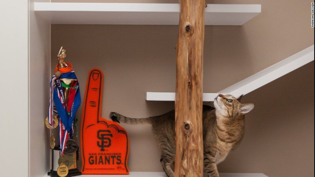 neu co y dinh xay mot can ho meo ban co the tham khao nhung kien truc duoi day