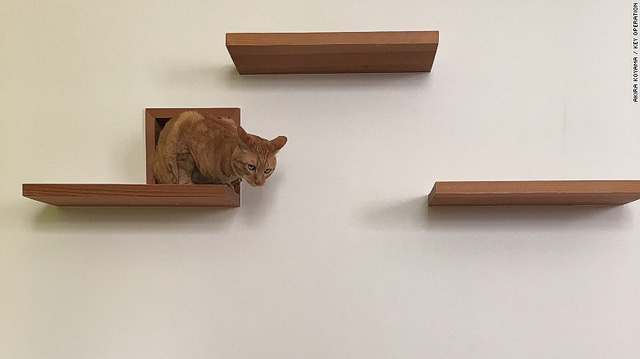 neu co y dinh xay mot can ho meo ban co the tham khao nhung kien truc duoi day