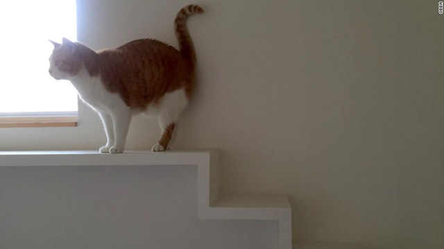 neu co y dinh xay mot can ho meo ban co the tham khao nhung kien truc duoi day