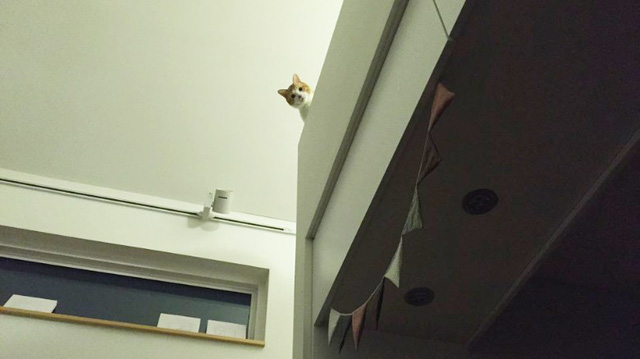 neu co y dinh xay mot can ho meo ban co the tham khao nhung kien truc duoi day