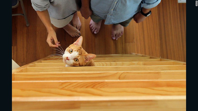 neu co y dinh xay mot can ho meo ban co the tham khao nhung kien truc duoi day