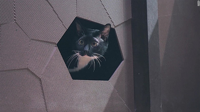 neu co y dinh xay mot can ho meo ban co the tham khao nhung kien truc duoi day