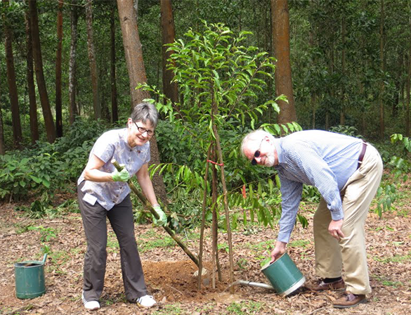 peace trees vietnam phu mau xanh tren nhung manh dat chet