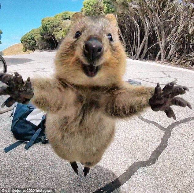 quokka loai dong vat hanh phuc nhat the gioi cung nghien song ao chang khac gi con nguoi