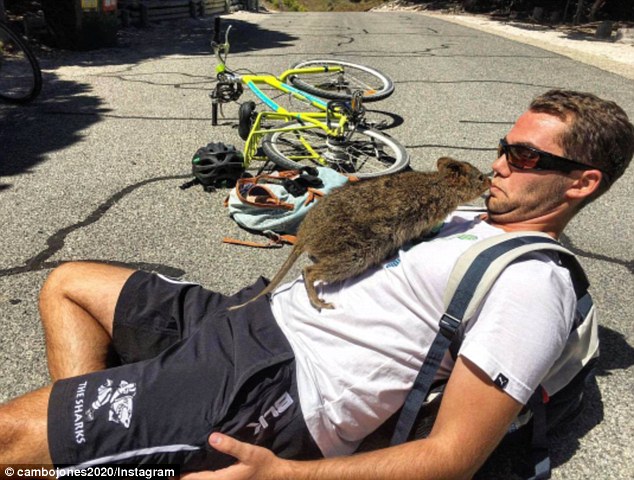 quokka loai dong vat hanh phuc nhat the gioi cung nghien song ao chang khac gi con nguoi