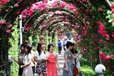Lễ hội Hoa Hồng Bungaria trở lại Hà Nội vào tháng 3 tới