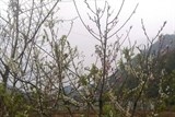 Xuân về trên bản làng miền tây xứ Nghệ