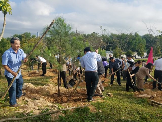 soi noi tet trong cay doi doi nho on bac ho tai co do hue