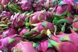 Một công ty Việt Nam muốn mua trang trại để phát triển thanh long tại Úc