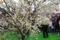 ha noi se trong cay hoa anh dao tai cong vien hoa binh