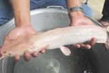 Câu được cá trê lạ có màu hồng phấn