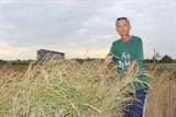 Nông dân Đồng Nai trắng tay vì lúa lép hạt