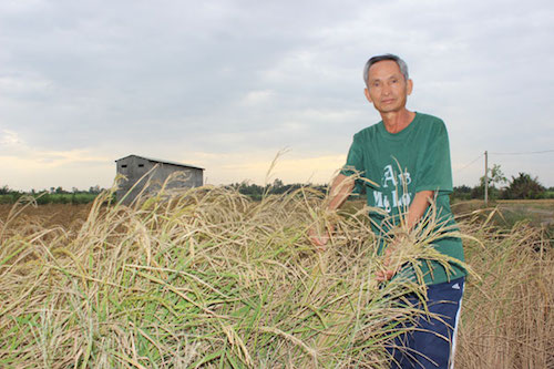 nong dan dong nai trang tay vi lua lep hat