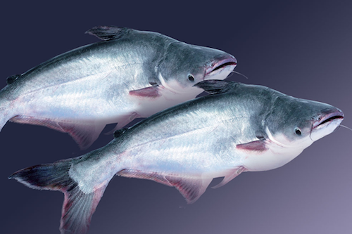 hoa ky chinh thuc kiem tra ca tra ca basa viet nam tu 154