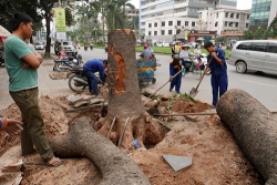 ha noi ban hanh chi dao viec ban dau gia go tu cat tia cay xanh