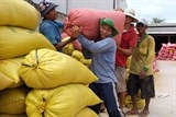 Lúa gạo ĐBSCL được thương lái gom hết