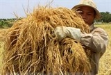 Sản lượng lúa ĐBSCL giảm khoảng 700.000 tấn