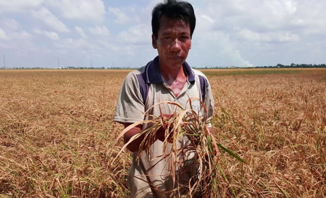 san luong lua dbscl giam khoang 700000 tan