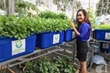 Bỏ việc giám đốc ngân hàng đi trồng rau sạch thu 2 tỷ đồng/tháng