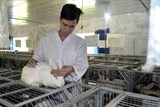 Bỏ làm giảng viên đại học về quê nuôi thỏ thu 3 tỷ đồng/tháng