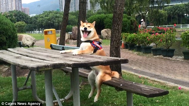nghi minh la nguoi nen chu cho shiba dang yeu chi thich cay phim va to mau