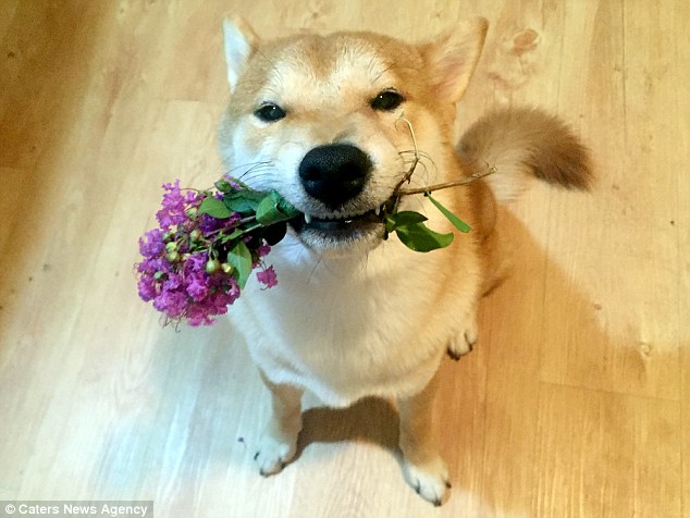 nghi minh la nguoi nen chu cho shiba dang yeu chi thich cay phim va to mau