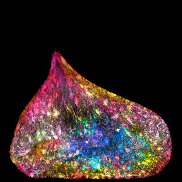 nhung buc anh ve khoa hoc nhung khong kem phan nghe thuat cua giai thuong wellcome image 2017