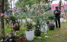 khach tham quan vang den bat ngo trong ngay cuoi cua le hoi hoa hong bulgaria