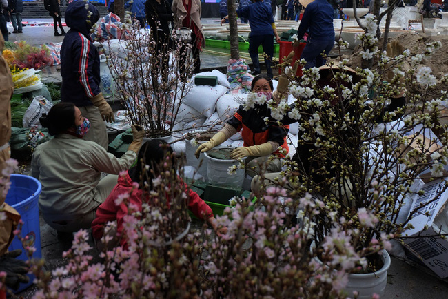 can canh hang nghin canh hoa anh dao duoc cam tai tuong dai ly thai to