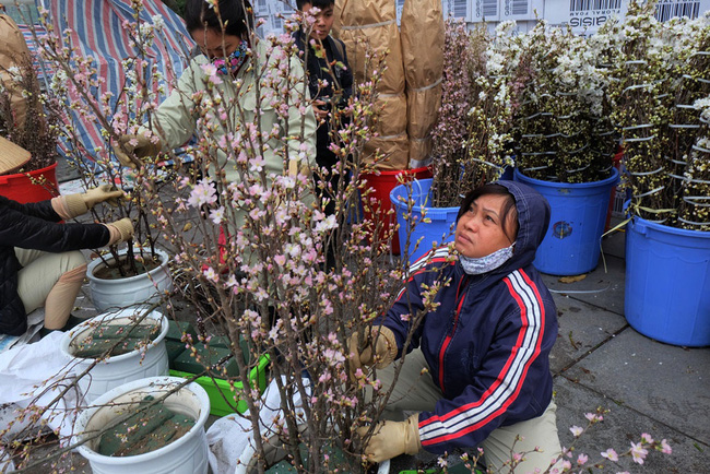 can canh hang nghin canh hoa anh dao duoc cam tai tuong dai ly thai to