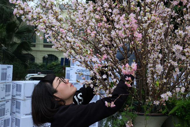 can canh hang nghin canh hoa anh dao duoc cam tai tuong dai ly thai to