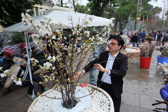 can canh hang nghin canh hoa anh dao duoc cam tai tuong dai ly thai to