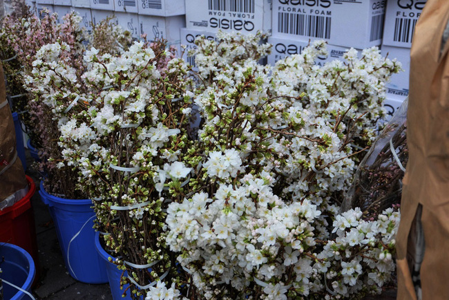 can canh hang nghin canh hoa anh dao duoc cam tai tuong dai ly thai to