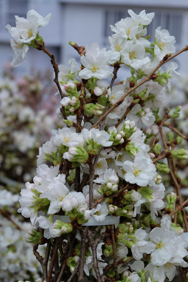 can canh hang nghin canh hoa anh dao duoc cam tai tuong dai ly thai to