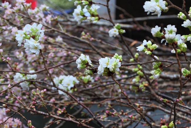 can canh hang nghin canh hoa anh dao duoc cam tai tuong dai ly thai to