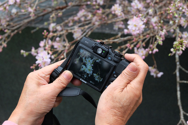 can canh hang nghin canh hoa anh dao duoc cam tai tuong dai ly thai to